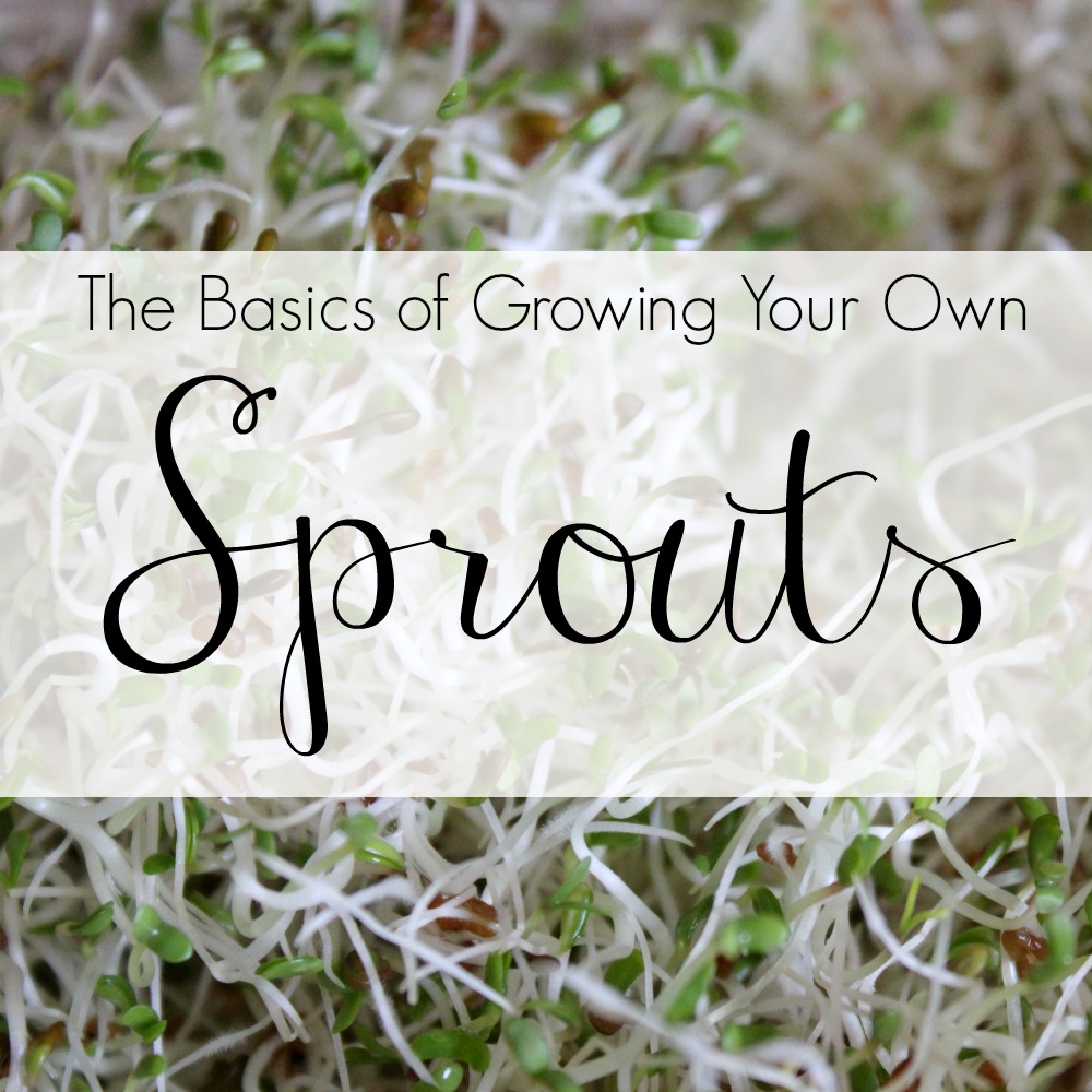 Growing Your Own Sprouts