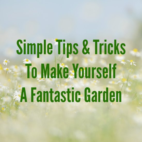 Flower Garden Tips
