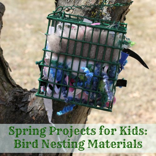 Spring Bird Nesting