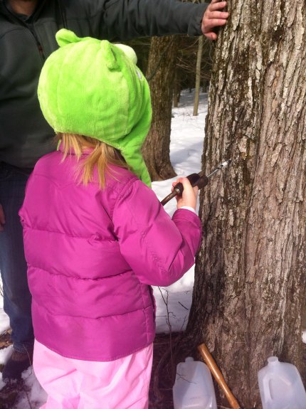 Kids Maple Tapping