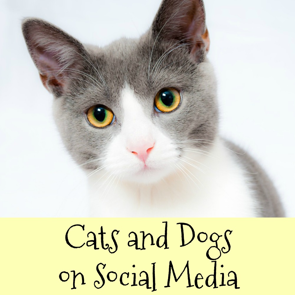 Cats and Dogs Enjoy Higher Fan Following than Humans on Social Media – How?