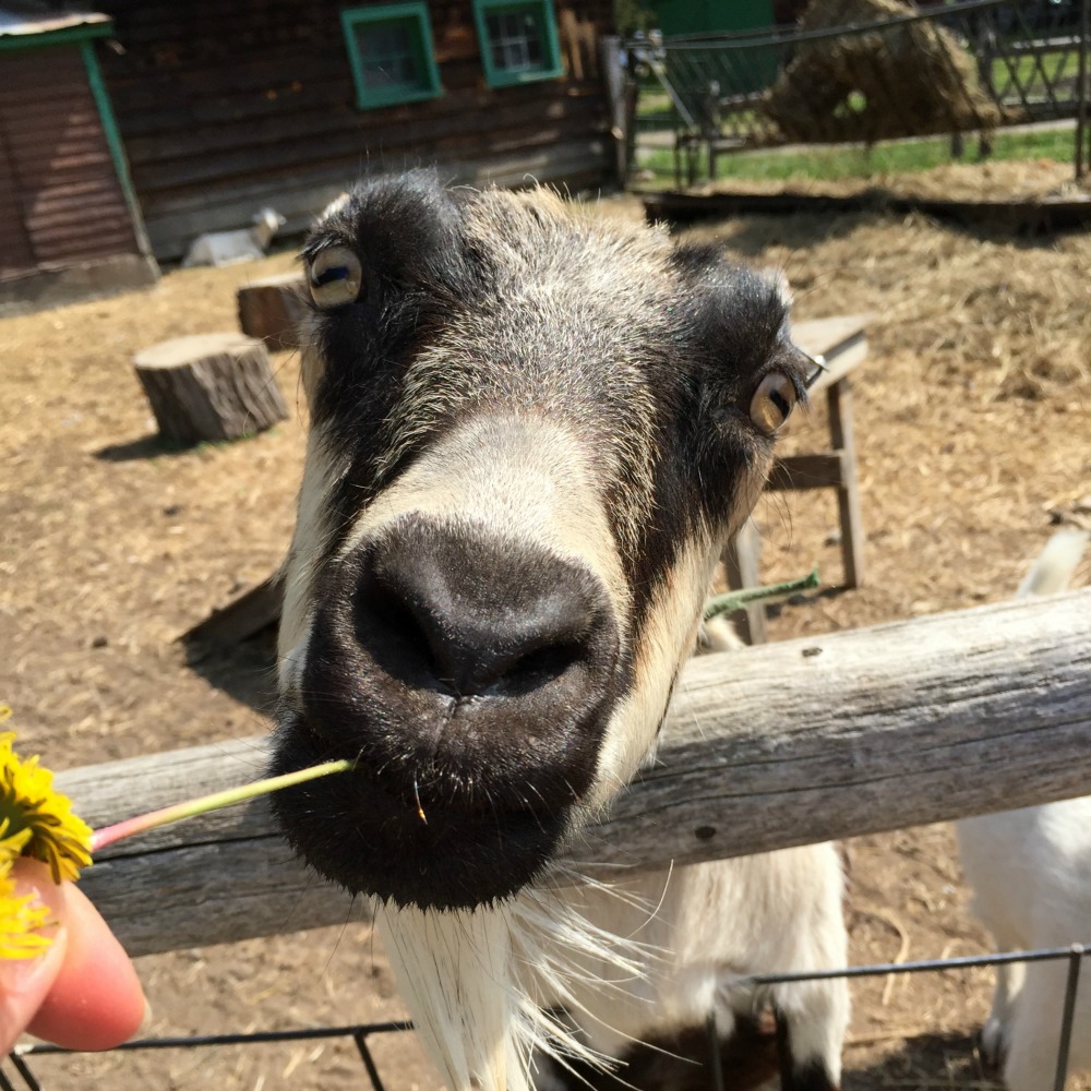 Indian Ladder Farms Goat