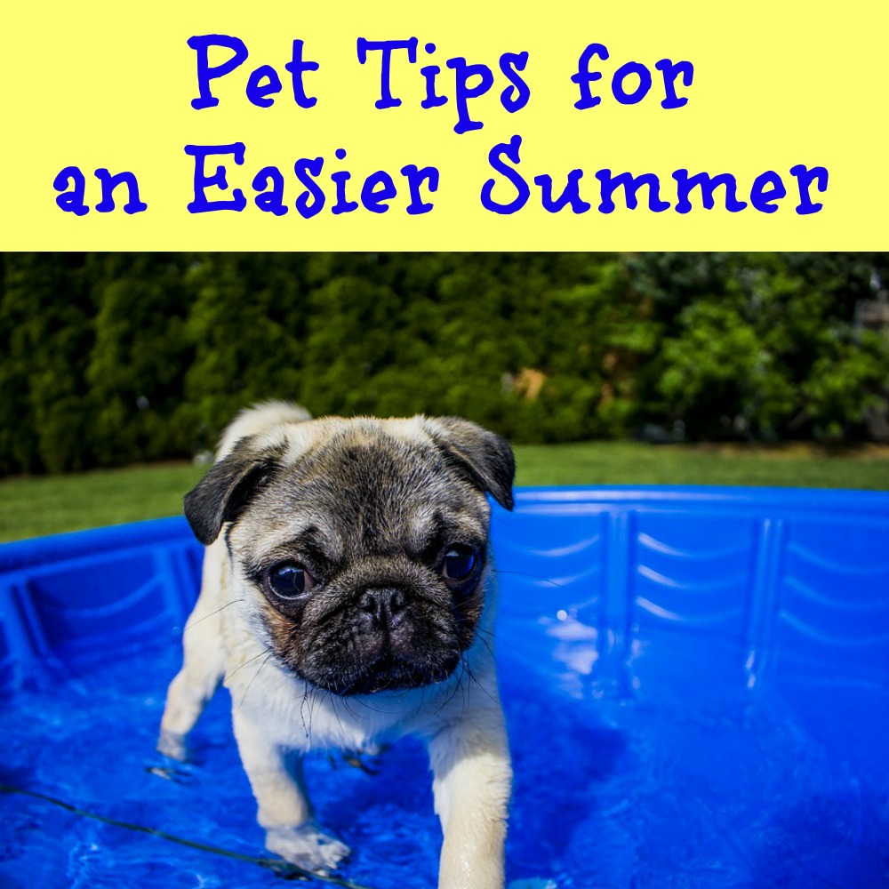 Pet Tips for an Easier Summer