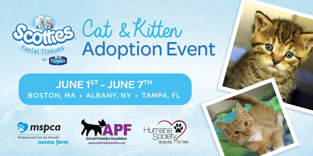 Scotties Cat and Kitten Adoption Event
