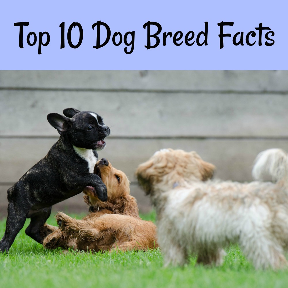 Top 10 dog breed facts