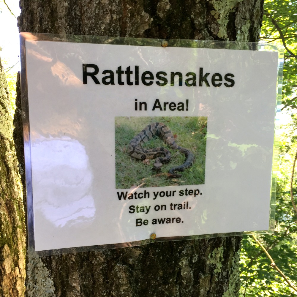 Overlook Mountain Timber Rattlesnake