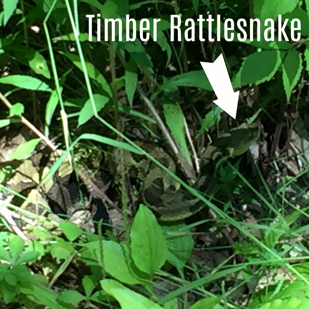 Overlook Mountain NY Timber Rattlesnake