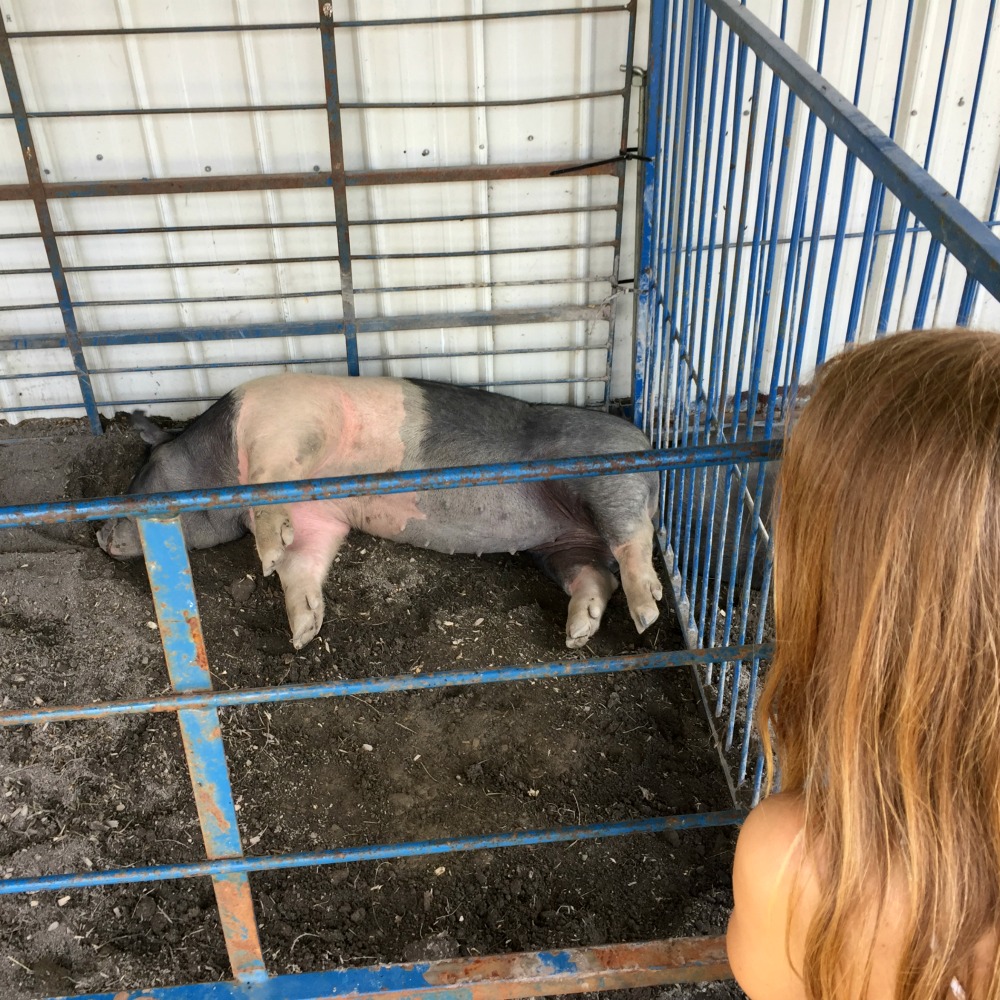 Altamont Fair Pig