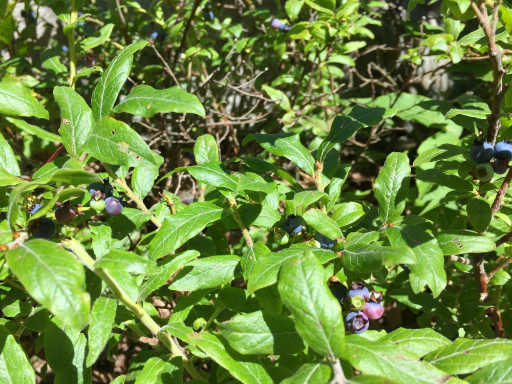 Overlook Mountain Blueberries