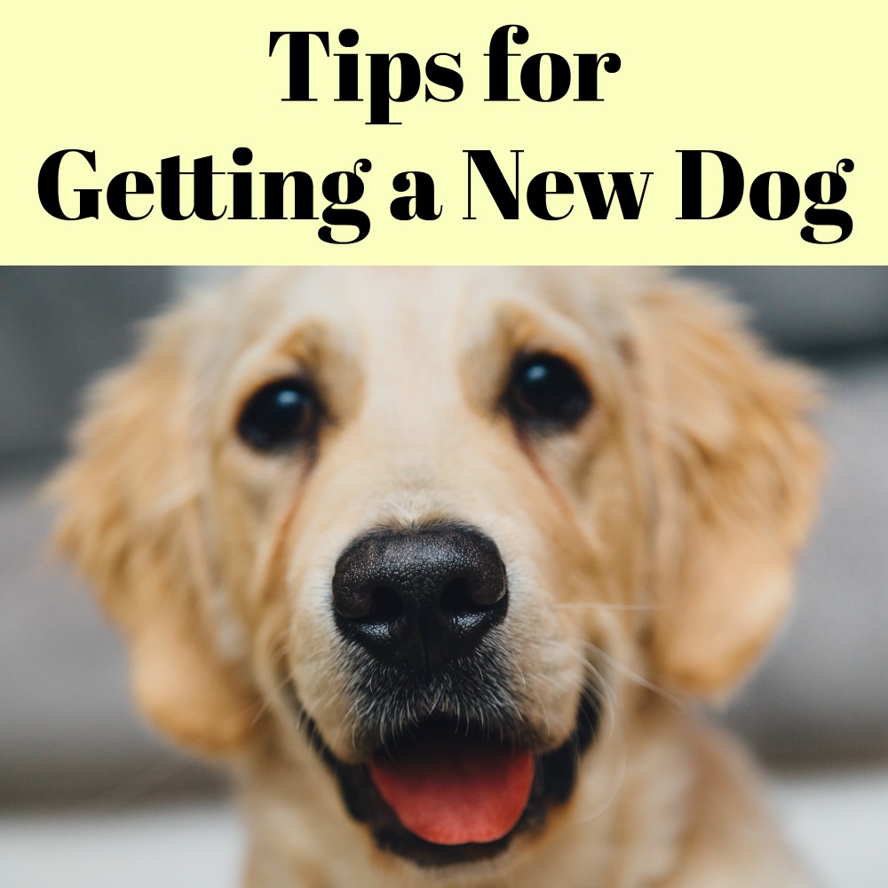 Tips for Getting a New Dog