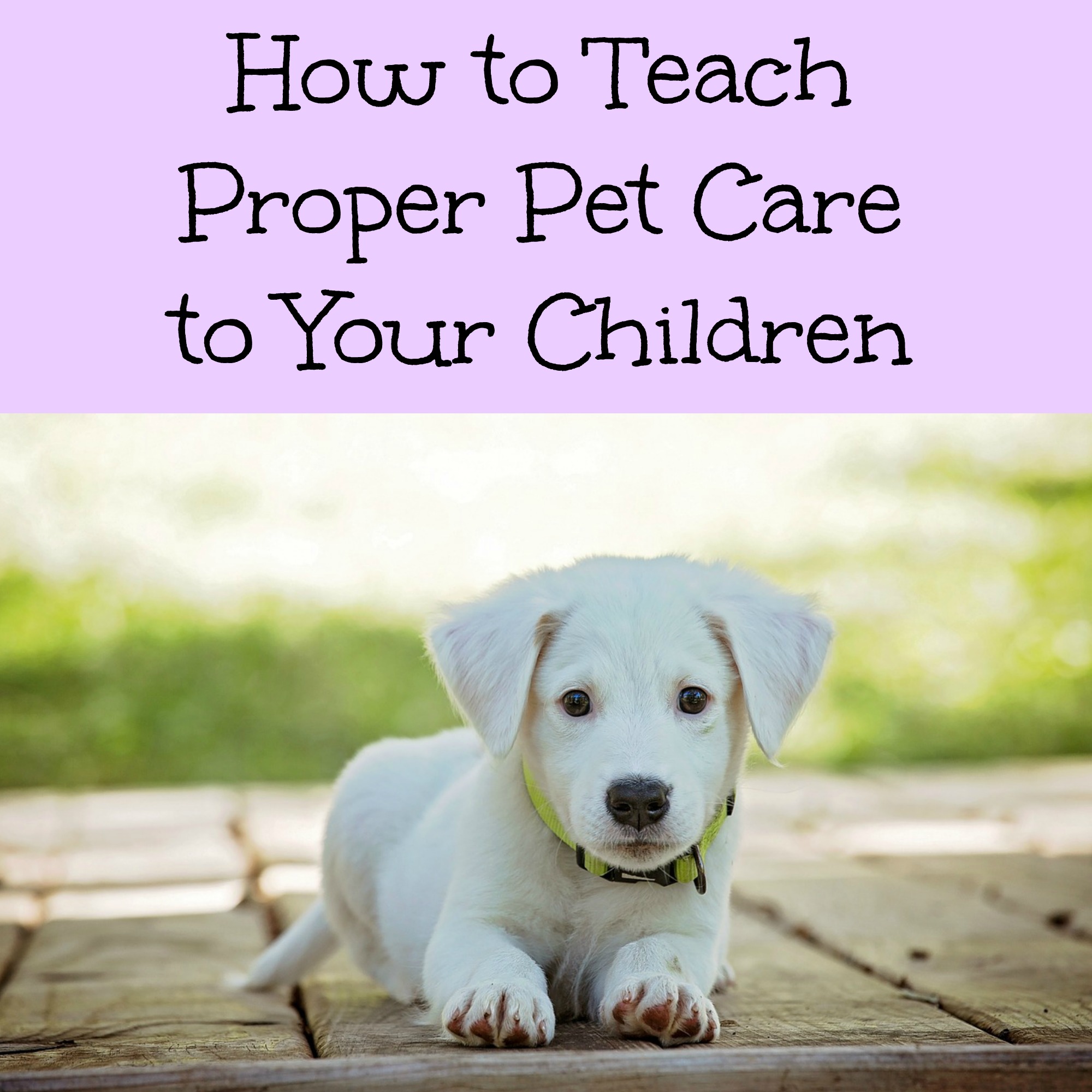 How to Teach Proper Pet Care to Your Children