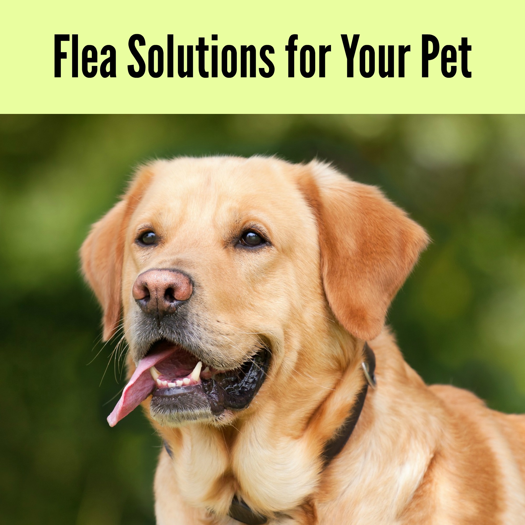 Flea Solutions for Your Pet