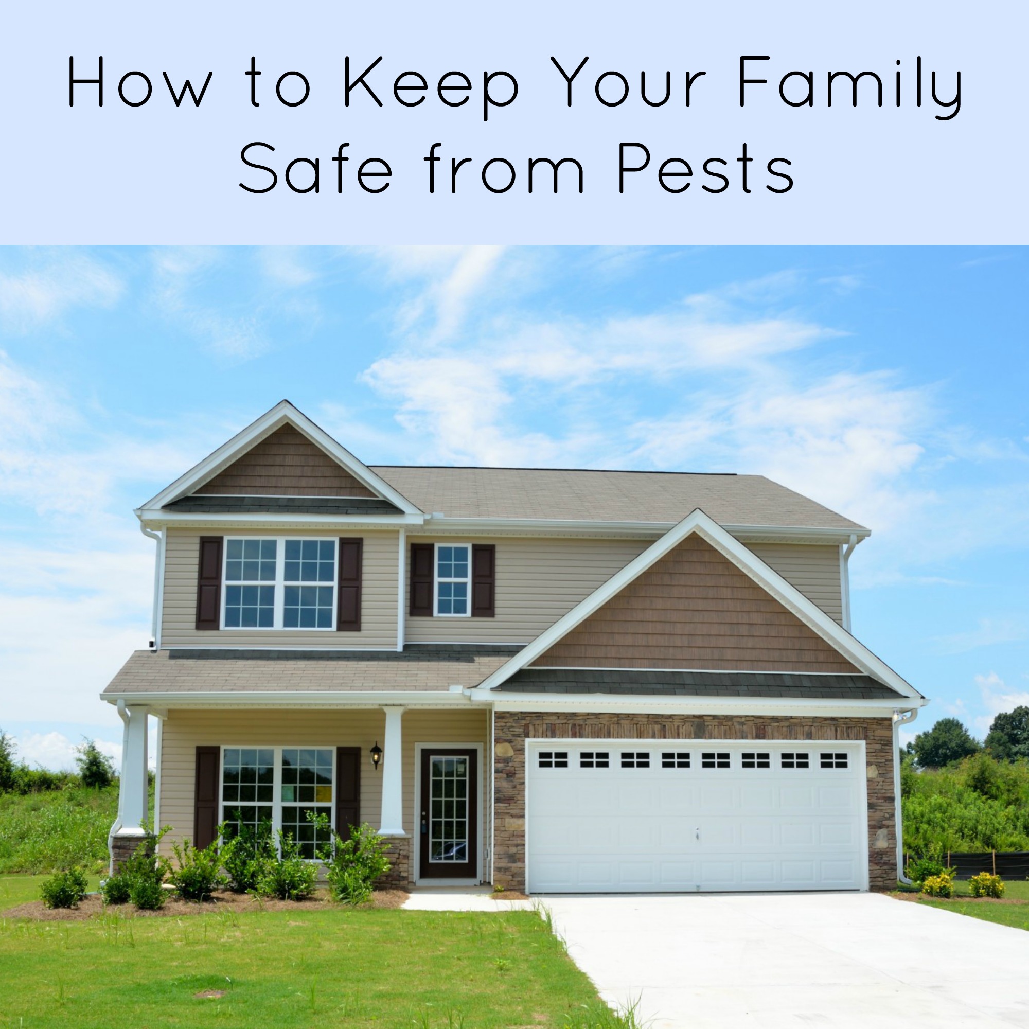 How to Keep Your Family Safe from Pests