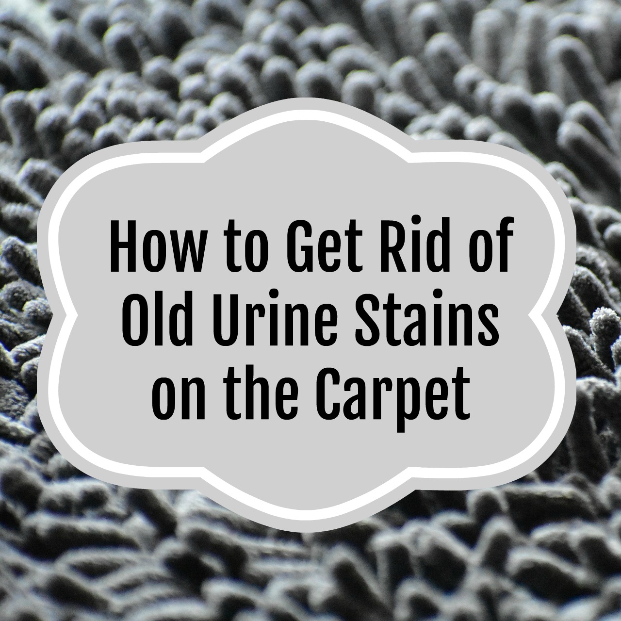 How to Get Rid of Old Urine Stains on the Carpet