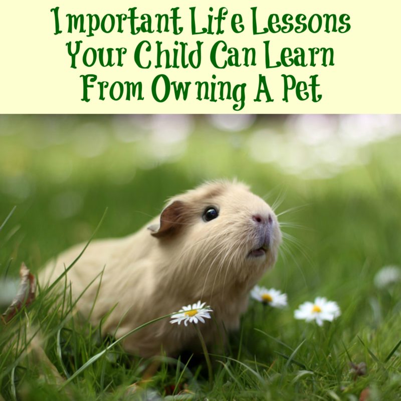 Important Life Lessons Your Child Can Learn From Owning A Pet