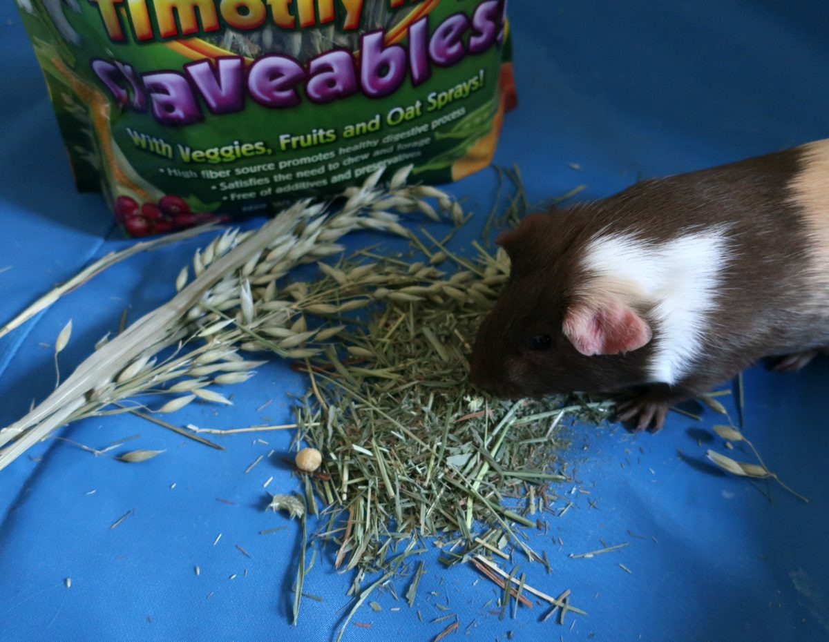 Chewy Brown's Tropical Carnival Timothy Hay Craveables