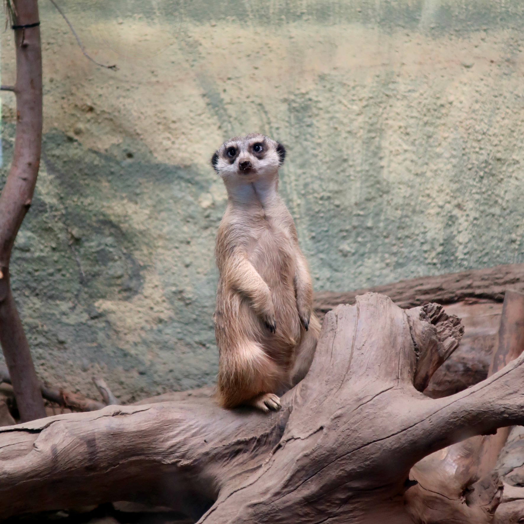 Buffalo Zoo meerkat