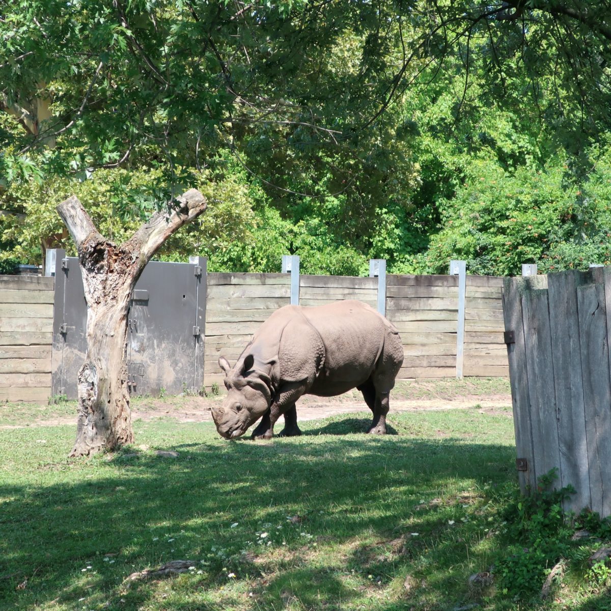 Buffalo Zoo Rhino