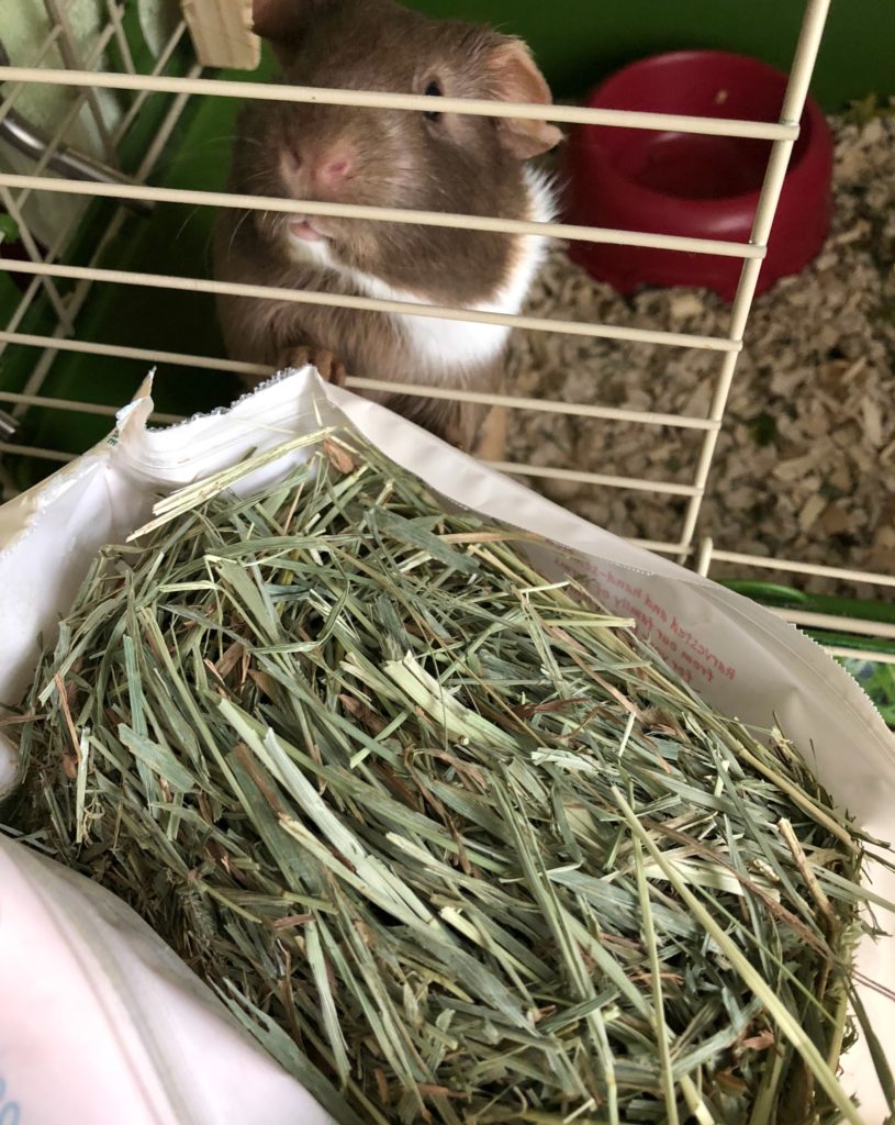 Chewy Oxbow Timothy Hay