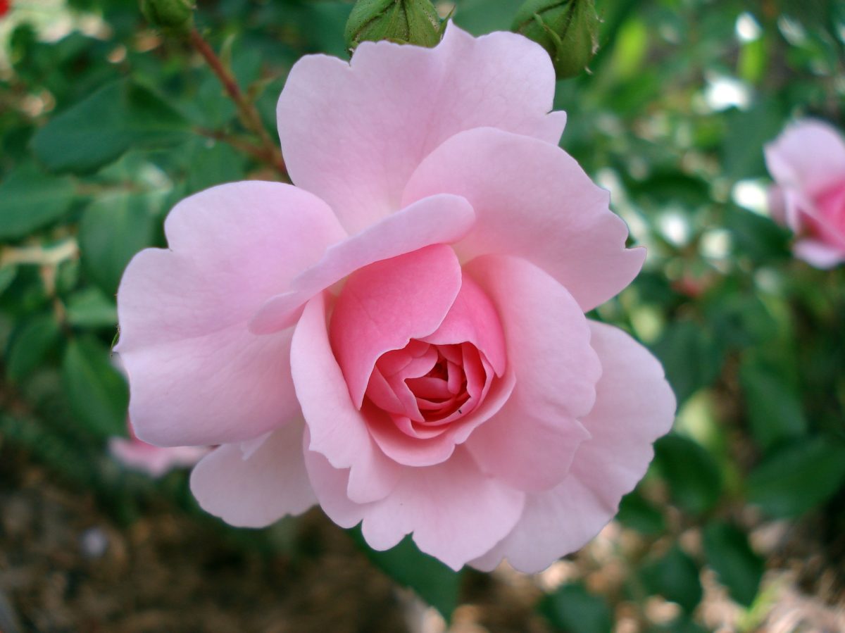 Rose Flower Garden