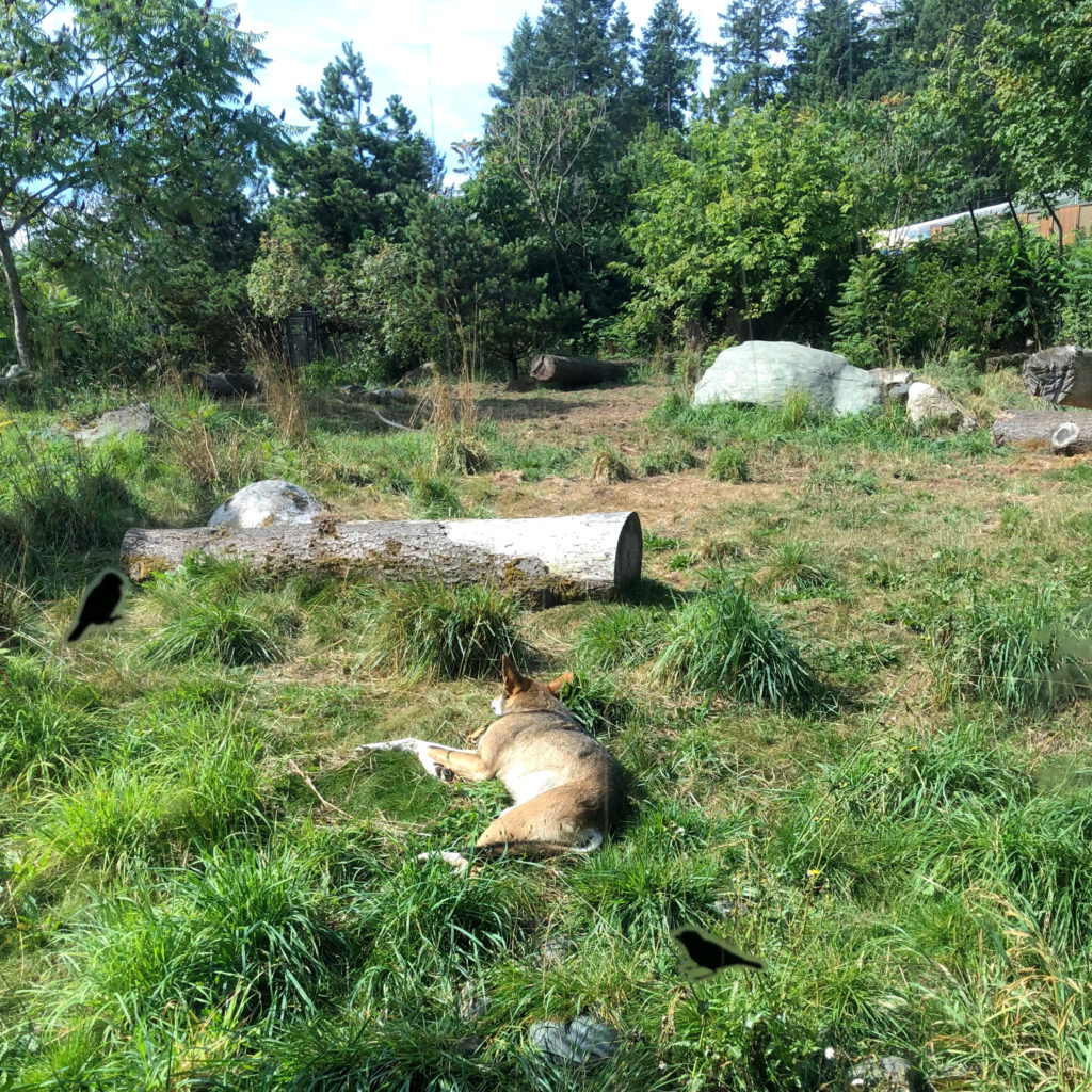 Point Defiance Zoo & Aquarium Tacoma Washington puffin